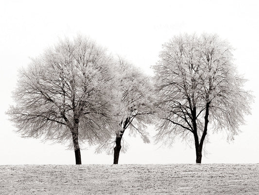 Three Trees
