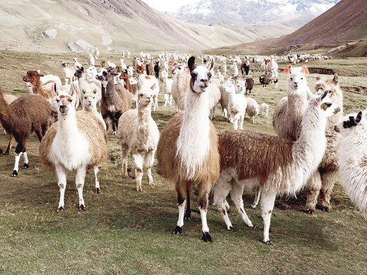 Whole Lotta Llamas