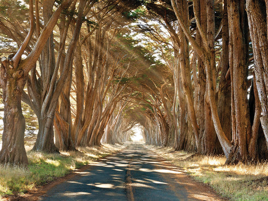 Cypresses