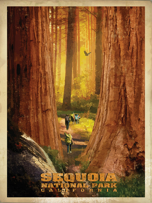 Sequoia