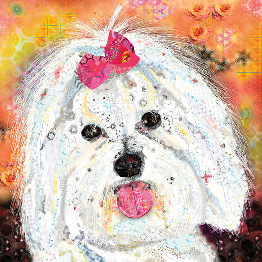 Coton de Tulear 2