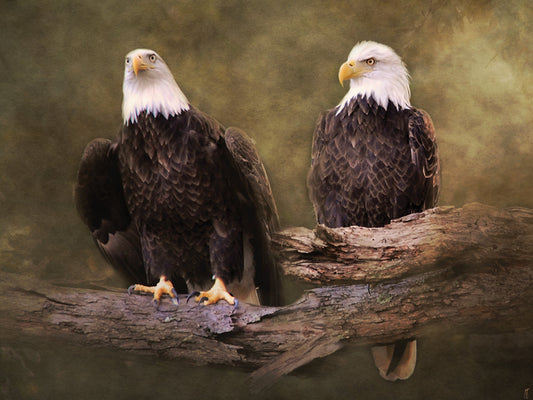 Mates Bald Eagle Pair