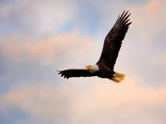 Pinson Mounds Eagle 1