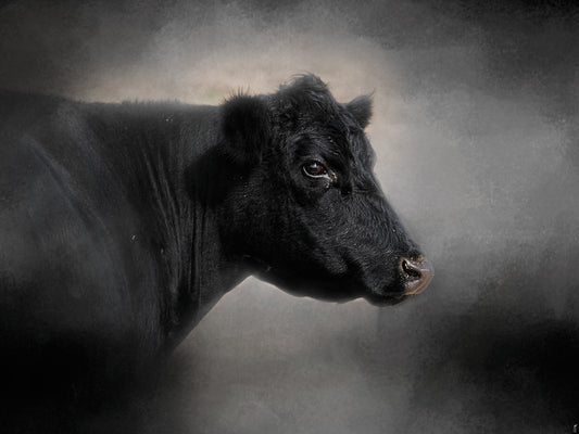 Portrait Of The Black Angus