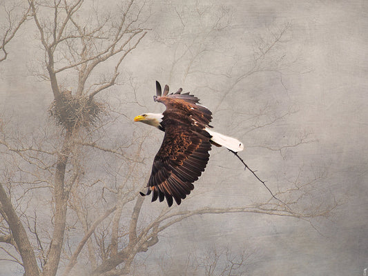 Starting Over Bald Eagle