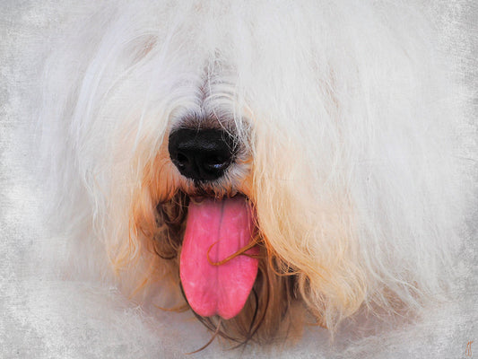 The Face of The Sheepdog