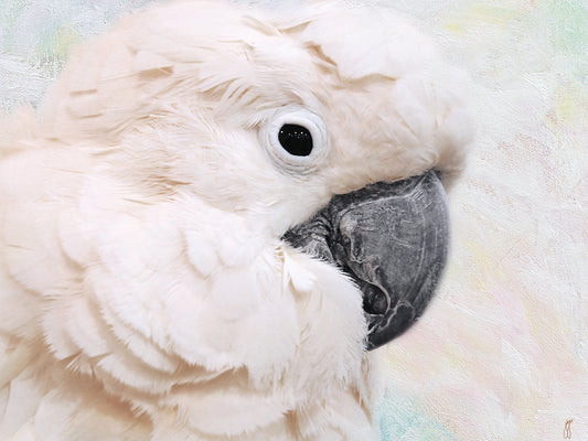 Umbrella Cockatoo Portrait