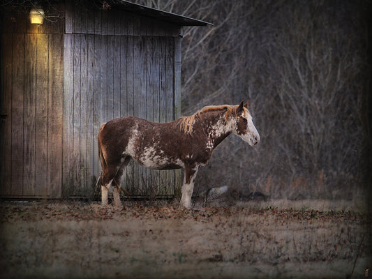 Waiting For Winter Horse