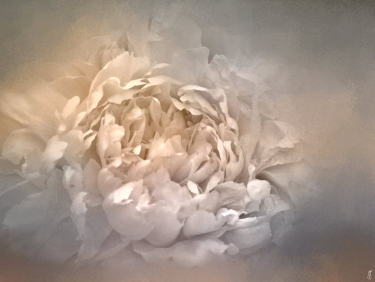 Blushing Silver And Gold Peony