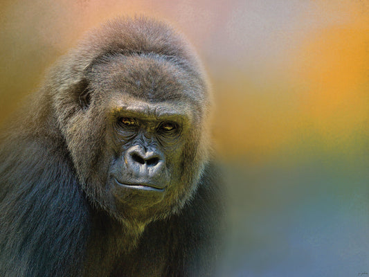 Portrait Of A Gorilla