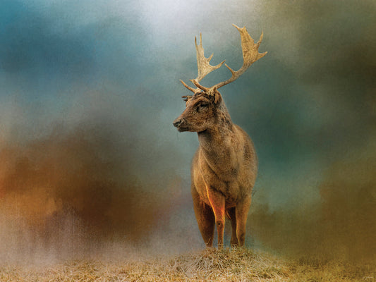 Painterly Fallow Buck