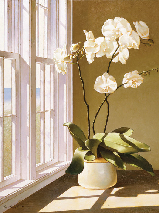 Pot Of Orchids