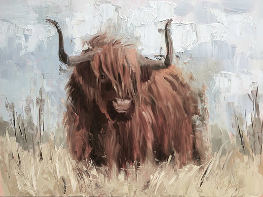 Scottish Highland Bull B