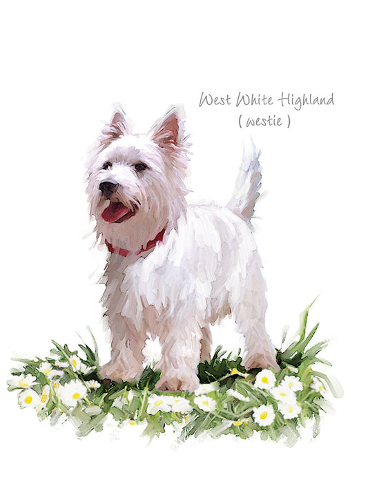 Westie