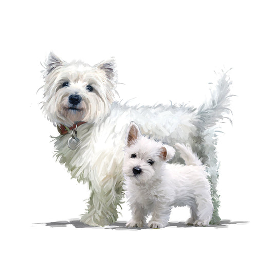 Westie