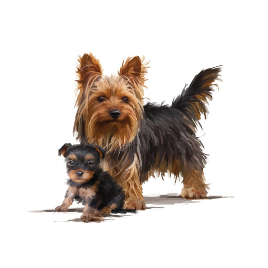 Yorky
