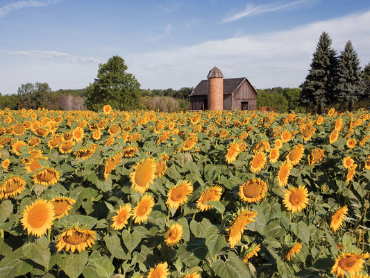 Sunflowers & Barn, Owosso, MI ‘10