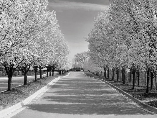 Row of Trees