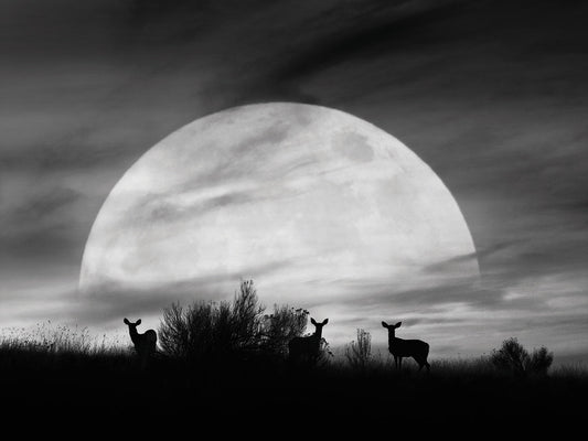 Moonlight Silhouette, Farmington Hills, Michigan '12