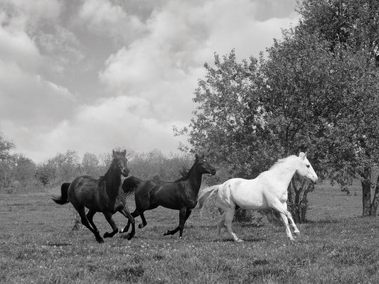 Morning Runners, Manchester, Michigan '12 - Color