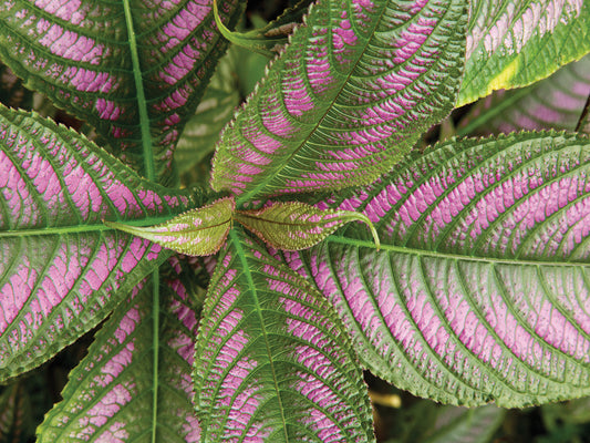 Persian Shield Leaves, Ann Arbor, Michigan '13-color