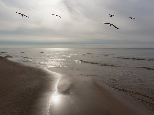 Five Birds, Grand Haven, Michigan '14 - Color