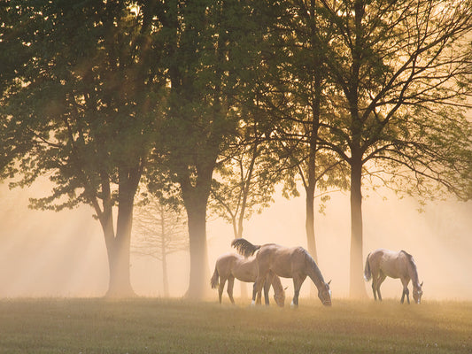 Horses in the mist