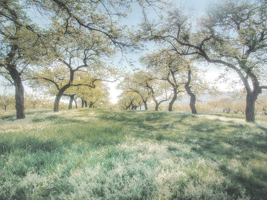 Charming Spring Mood