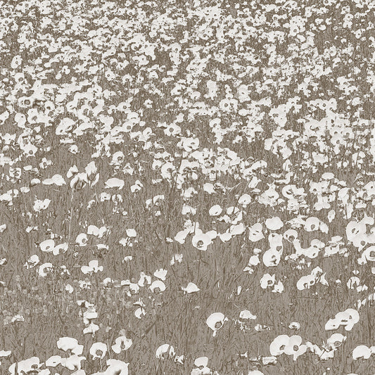 Neutral Fields