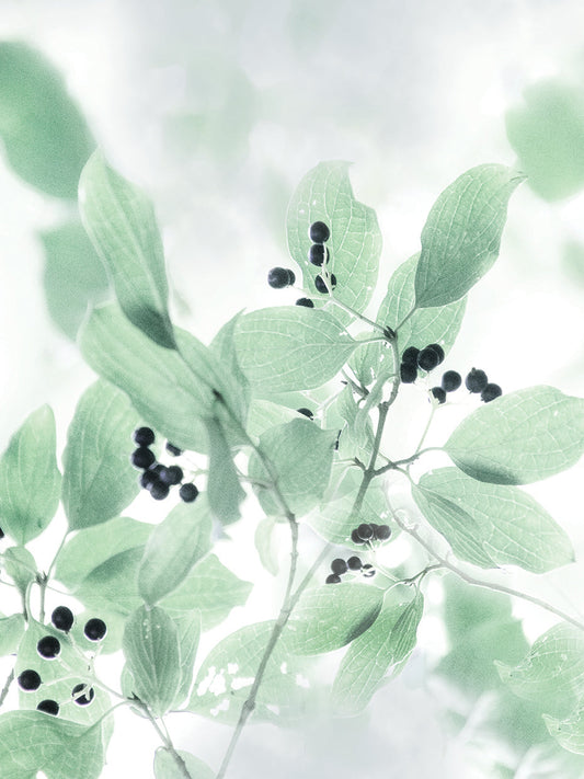 Berry Bright I