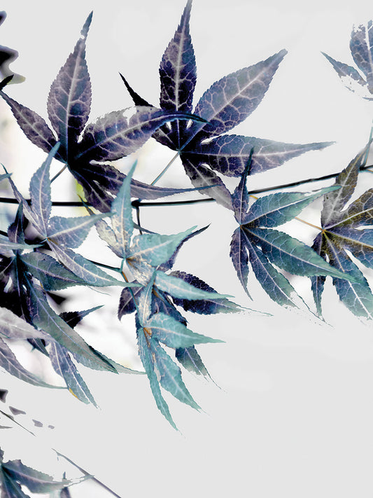 Blue Maple I