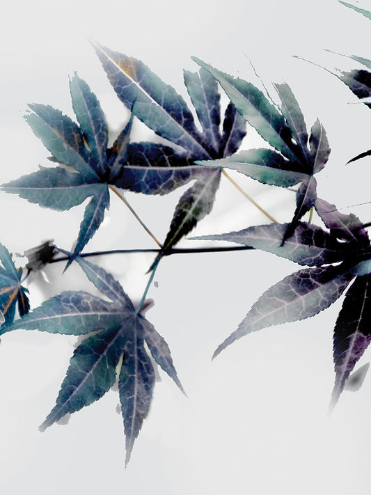 Blue Maple II