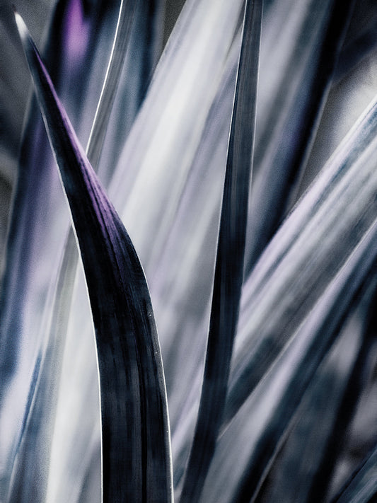 Blue Leaves