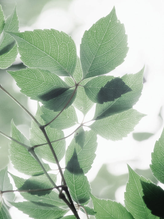 Fields of Green II