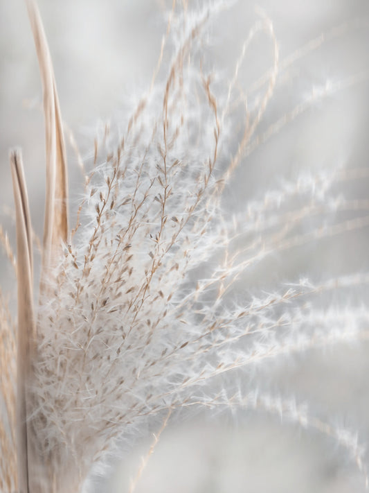 Summer Wisps I