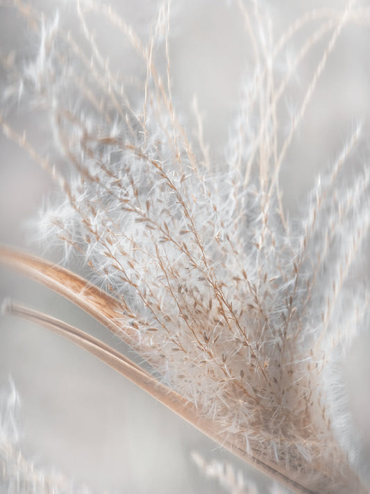 Summer Wisps II