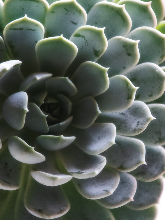 Zen Succulent I