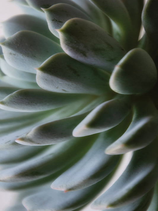 Zen Succulent II