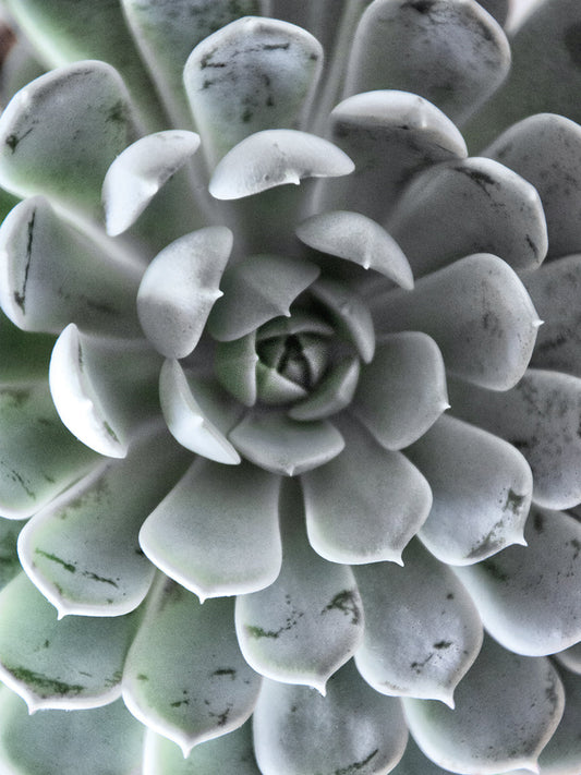 Zen Succulent III