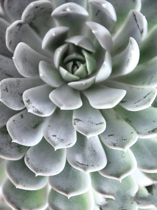 Zen Succulent IV