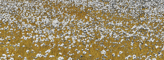 Fields of Gold