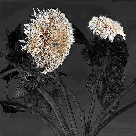 Sunflowers I