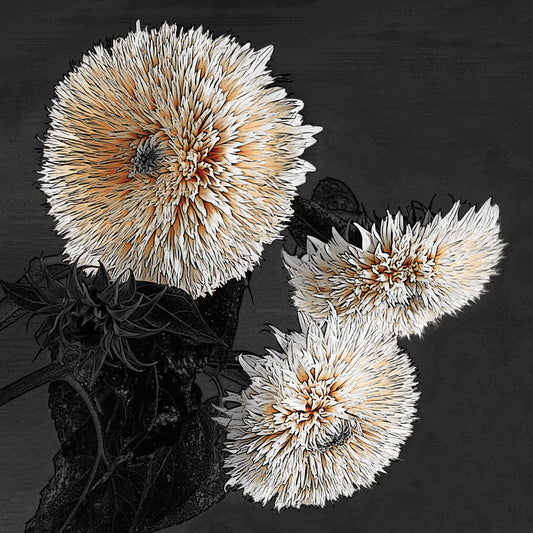 Sunflowers II