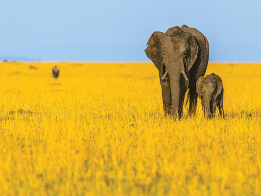 Vibrant Africa