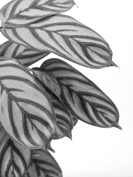 Calatheas Noir
