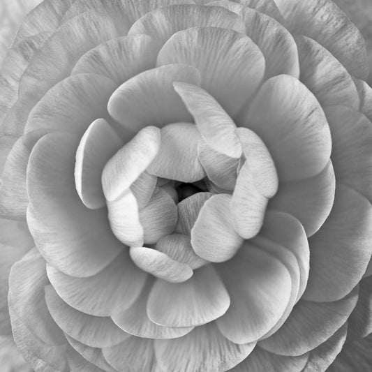 Ranunculus Centre