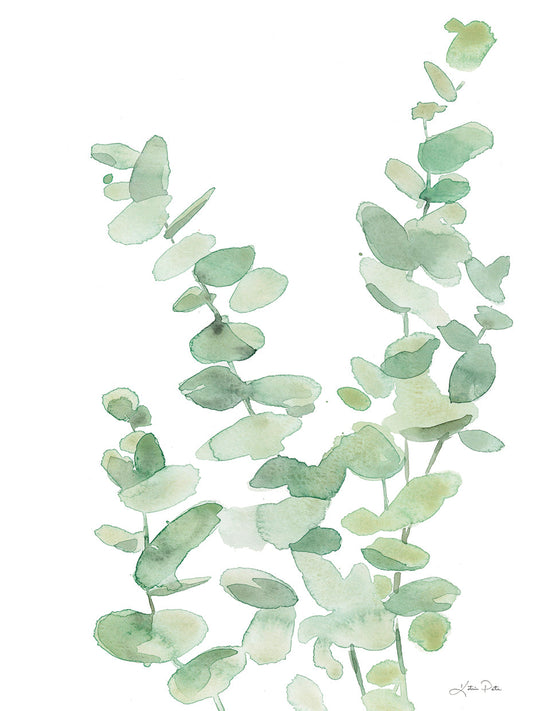 Eucalyptus II