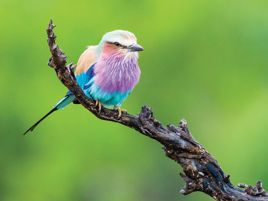 African Lilac Roller