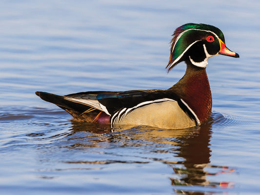 Lake Wood Duck