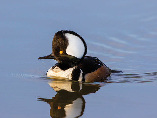 Wetlands Merganser Duck